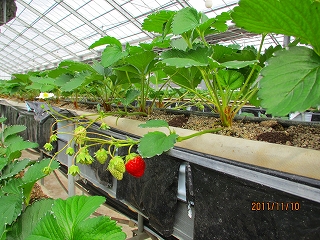 11,23日掲載IMG_0106.jpg