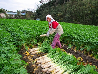 向後様大根IMG_0120.jpg