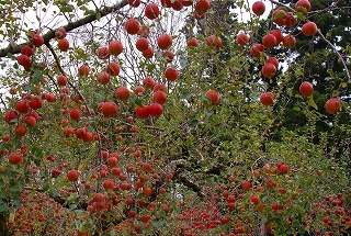 縮小DSC04648.jpg