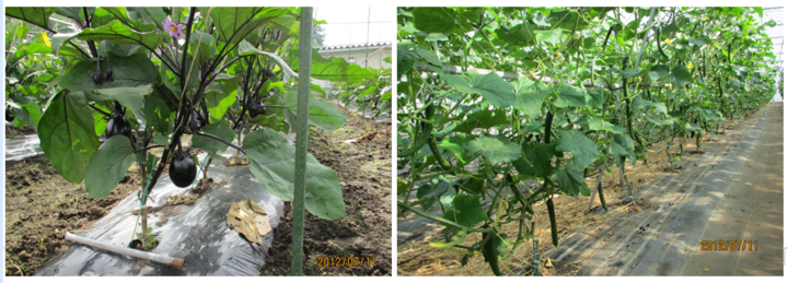 CapD20120712_1.png