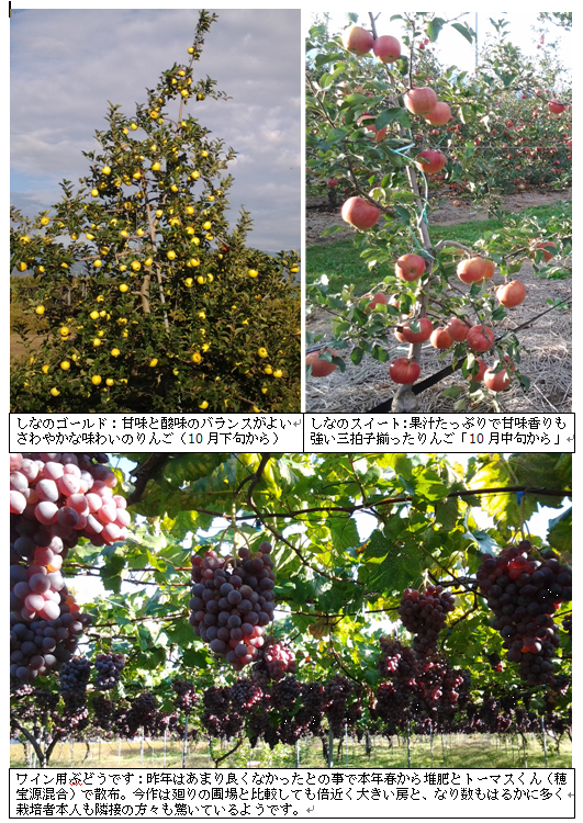 10月8日安曇野りんご・ぶどう.png