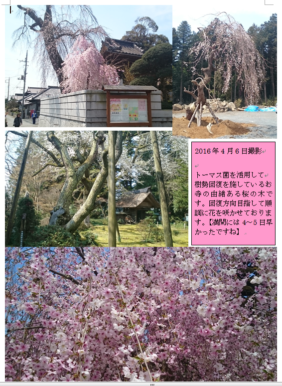 お寺回復桜.png